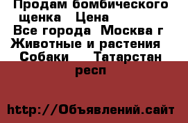 Продам бомбического щенка › Цена ­ 30 000 - Все города, Москва г. Животные и растения » Собаки   . Татарстан респ.